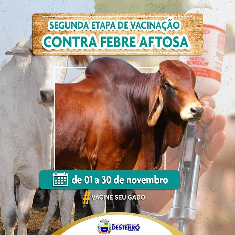 Começou a segunda etapa de vacinação contra febre aftosa!