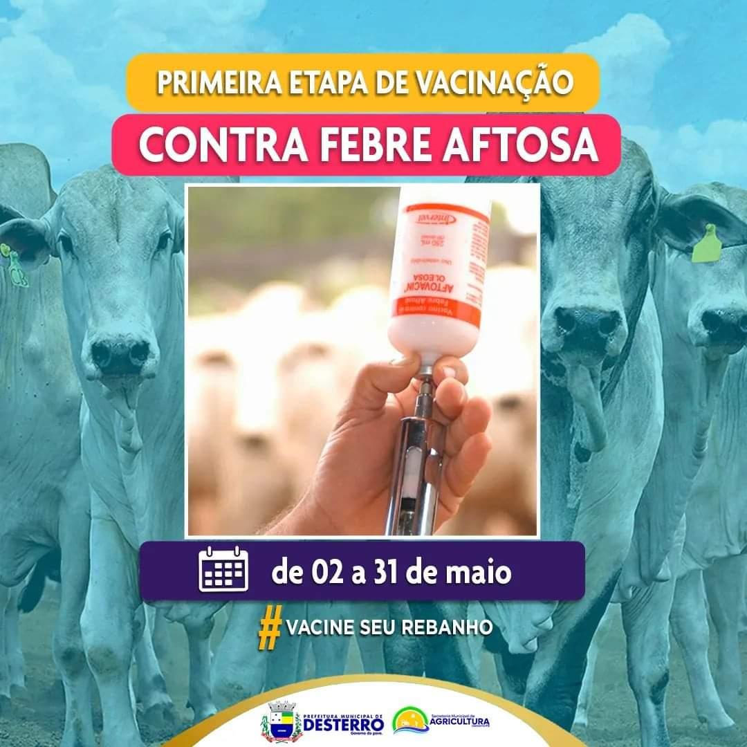 Primeira etapa da vacinação Contra Febre Aftosa